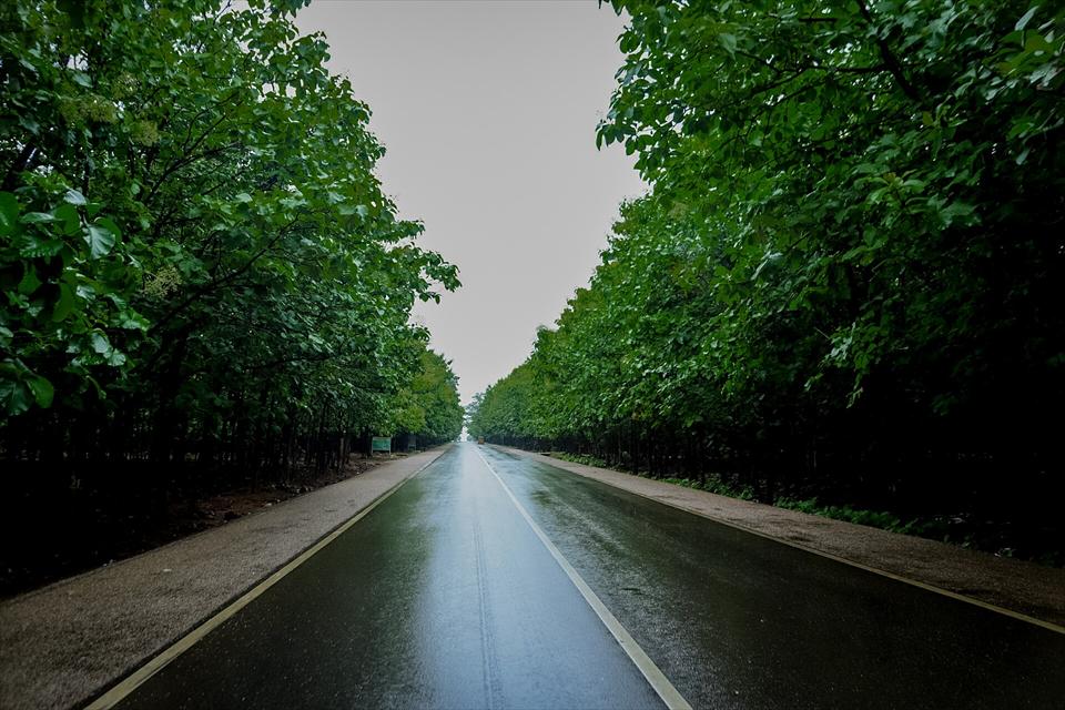 An empty, tree-lined road in northern Ghana after rain